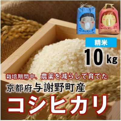 令和7年産米　京都丹後産コシヒカリ　精米10kg　栽培期間中、農薬を減らして育てたお米　農家直送