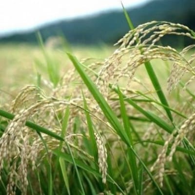京都丹後産コシヒカリ 精米30kg 栽培期間中、農薬を減らして育てたお米　農家直送