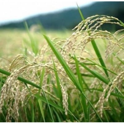 京都丹後産コシヒカリ 精米2kg 栽培期間中、農薬を減らして育てたお米　農家直送