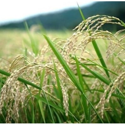 【毎月定期便】京都丹後産コシヒカリ 精米2kg 栽培期間中農薬を減らして育てたお米 農家直送全9回