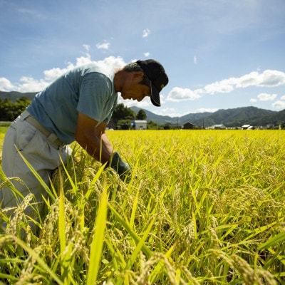 【先行受付】令和8年新米コシヒカリ　京都府産「京の豆っこ米」10kg　数量限定