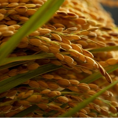 【先行受付】令和8年新米コシヒカリ　京都府産「京の豆っこ米」精米30kg　数量限定