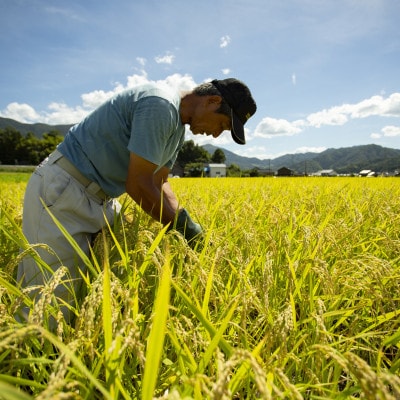 【先行受付】令和8年新米コシヒカリ　京都府産「京の豆っこ米」精米30kg　数量限定