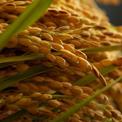 令和7年 京都府産「京の豆っこ米」 玄米30kg　おいしい丹後のコシヒカリ　農家直送