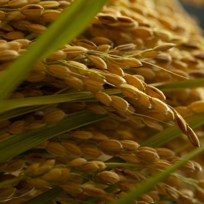 【毎月定期便】京都府産「京の豆っこ米」 精米5kg　おいしい丹後のコシヒカリ全9回