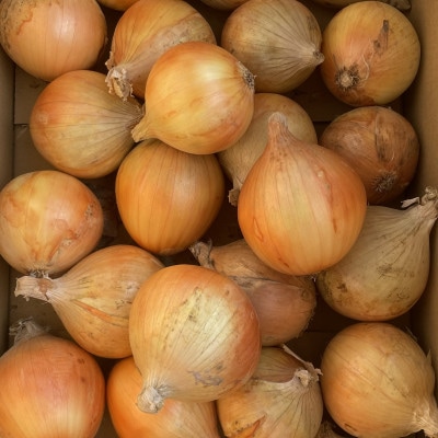 【期間限定】 玉ねぎ 約5kg　京都与謝野町のこだわり栽培たまねぎ　【AGRIST】