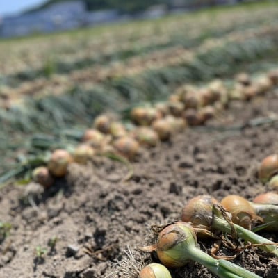 【期間限定】 玉ねぎ 約5kg　京都与謝野町のこだわり栽培たまねぎ　【AGRIST】