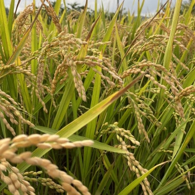 【先行受付】数量限定!令和8年新米 京都与謝野町産コシヒカリ「京の豆っこ米」　精米10kg　農家直送