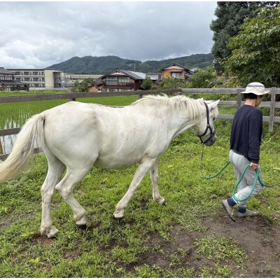 馬の暮らし体験(ホースセラピー)馬と触れあい散歩する1時間コース 1名様【京都府与謝野町】