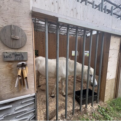 馬の暮らし体験(ホースセラピー)馬と触れあい散歩する1時間コース 1名様【京都府与謝野町】