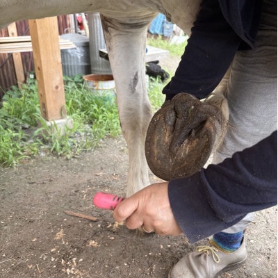 与謝野町 馬と暮らすセラピー体験　馬と触れ合う30分コース