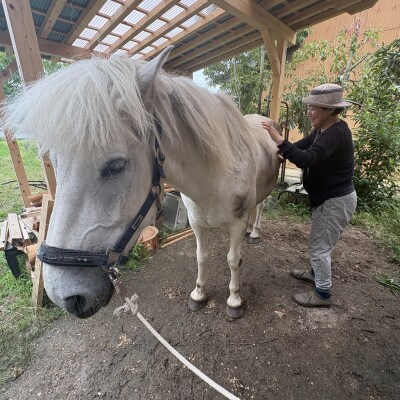 与謝野町 馬と暮らすセラピー体験　馬と触れ合う30分コース
