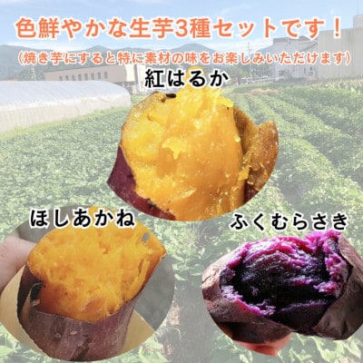 【先行受付】11月上旬以降順次発送 訳あり 京の蜜芋 生芋3種 食べ比べセット 約2.5kg 土付き