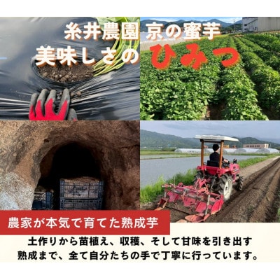 【先行受付】11月上旬以降順次発送 訳あり 京の蜜芋 生芋3種 食べ比べセット 約2.5kg 土付き
