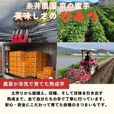【先行受付】11月上旬以降順次発送 訳あり 京の蜜芋 ほしあかね 生芋 約2.5kg 土付き