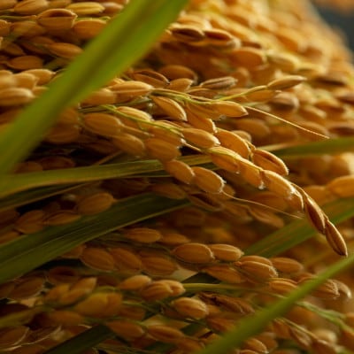 令和7年産新米　京都府与謝野町産コシヒカリ 精米5kg　【山口農園】ベテラン農家こだわりの特別栽培米