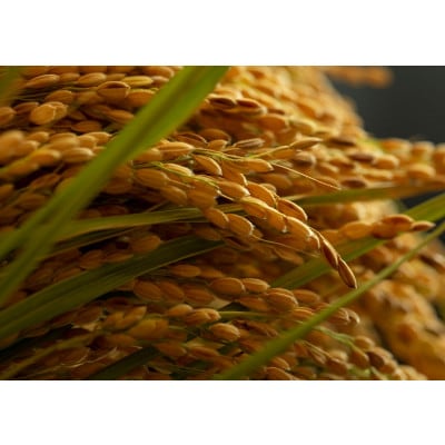 令和7年産新米　京都府与謝野町産コシヒカリ「京の豆っこ米」精米10kg　山口農園こだわりの特別栽培米