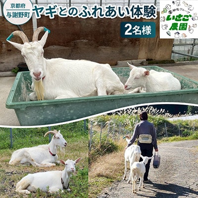 京都府与謝野町で ヤギとのふれあい体験 2名様用