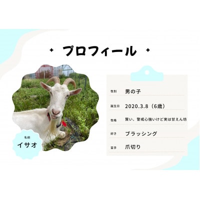 京都府与謝野町で ヤギとのふれあい体験 2名様用