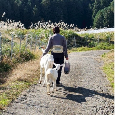 京都府与謝野町で ヤギとのふれあい体験 2名様用