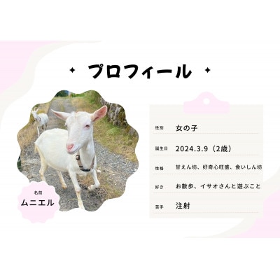 京都府与謝野町で ヤギとのふれあい体験 1名様用