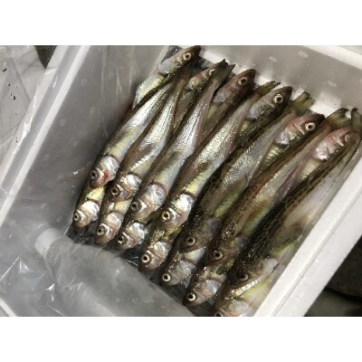 新鮮 ぶりこ白子混みハタハタ約3kg 鰰の本場八峰町八森からお届け 21年分先行受付開始 お礼品詳細 ふるさと納税なら さとふる