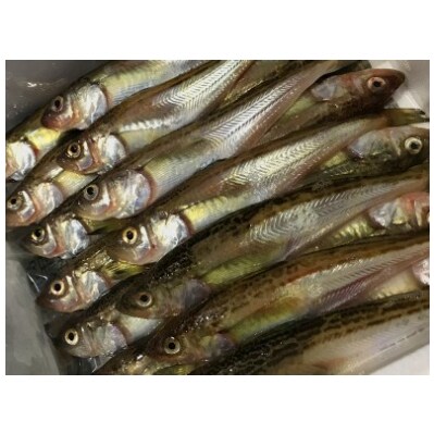 新鮮 ぶりこ白子混みハタハタ約1 5kg 鰰の本場八峰町八森からお届け 21年分先行受付開始 お礼品詳細 ふるさと納税なら さとふる