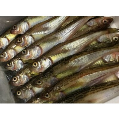 新鮮 ぶりこハタハタ約3kg 鰰の本場八峰町八森からお届け 21年分先行受付開始 お礼品詳細 ふるさと納税なら さとふる
