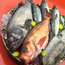 【旬の鮮魚獲れたて直送便】八峰町産の今を食べる3～4人前セット
