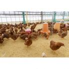 福島県本宮市産　平飼い本宮もみじ卵　生卵25個