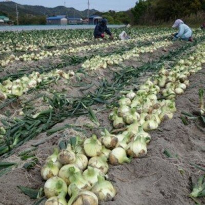 【新玉先行受付・サイズ色々】淡路島フルーツ玉ねぎ5kg