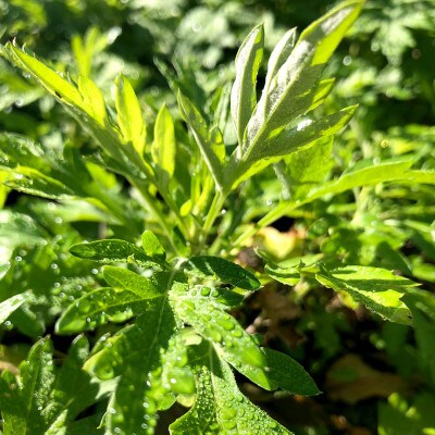 【みたき園】よもぎ餅(5個入り×3パック)