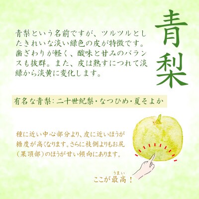 2025年8月下旬から発送予定/二十世紀梨【青梨】5kgセット　ふるさと鳥取の自慢の梨です!