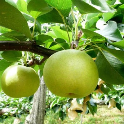 【先行予約】二十世紀梨　秀 約4kg