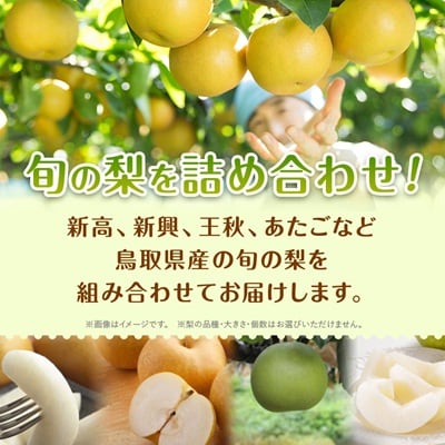 【訳あり】鳥取県産旬の梨セット 4kg