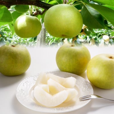 二十世紀梨 秀5kg