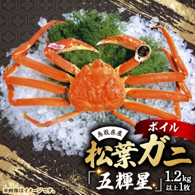 とっとりブランド　松葉ガニ　五輝星(ボイル)　1.2kg以上×1枚