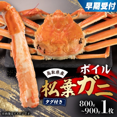 早期受付　鳥取県産タグ付きボイル松葉ガニ大1枚【2025/10/31までのお申込み分】