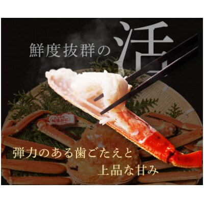 【蟹セレブ】タグ付き活〆ボイル・松葉がに(中・700g前後)