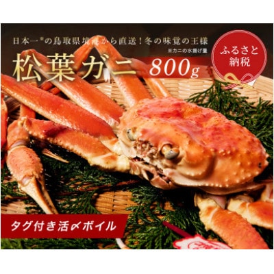 【蟹セレブ】タグ付き活〆ボイル・松葉がに(大・800g前後)
