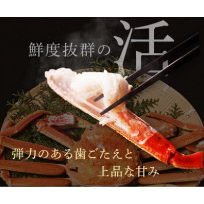 【蟹セレブ】タグ付き活〆ボイル・松葉がに(大・800g前後)
