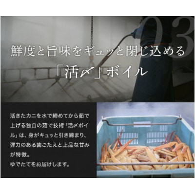 【蟹セレブ】タグ付き活〆ボイル・松葉がに(大・800g前後)