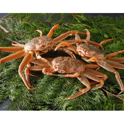 【先行予約】鳥取県産 活 親がに(セコガニ)200～230g×3杯 2025年11月発送
