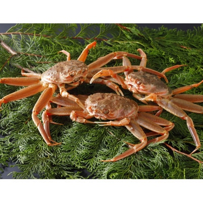 【先行予約】鳥取県産 活 親がに(セコガニ)200～230g×3杯 2025年12月発送
