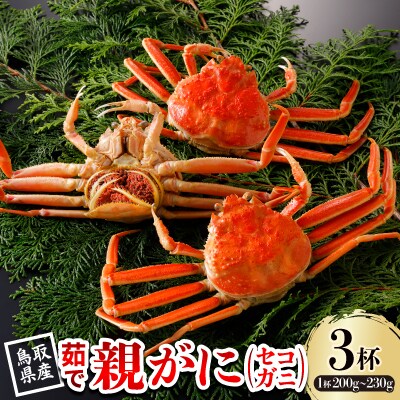 【先行予約】鳥取県産 活 親がに(セコガニ)200～230g×3杯 2025年12月発送