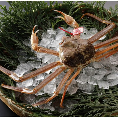 【先行予約】鳥取県産 タグ付き 活 松葉がに 1kg以上×3杯(中村商店)2025年11月発送