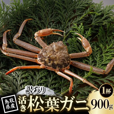 【先行予約】鳥取県産 訳あり 活 松葉がに 900g×1杯(中村商店)2025年11月発送