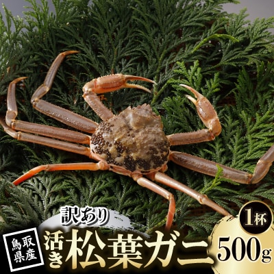 【先行予約】鳥取県産 訳あり 活 松葉がに 500g×1杯(中村商店)2025年11月発送