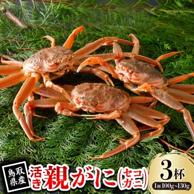 【先行予約】鳥取県産 活 親がに(セコガニ)100～130g×3杯 2025年11月発送