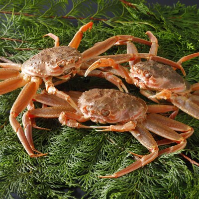 【先行予約】鳥取県産 活 親がに(セコガニ)100～130g×5杯 2025年11月発送